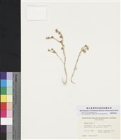 藏品(雀利)的圖片